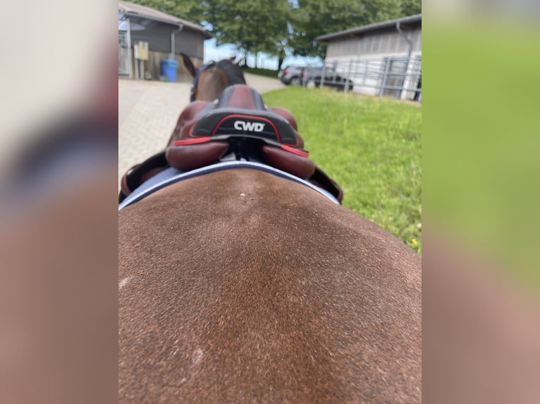 CWD 2G Carbon Sattel Springen