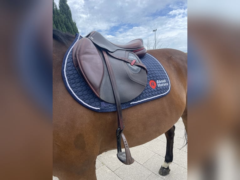 CWD 2G Carbon Sattel Springen