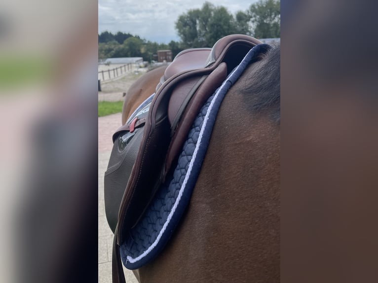 CWD 2G Carbon Sattel Springen