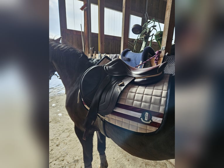 CWD Mademoiselle 2Gs 2C Springsattel