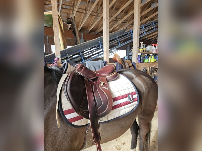 CWD Mademoiselle 2Gs 2C Springsattel