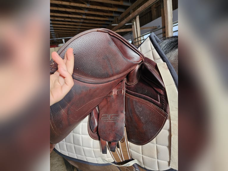 CWD Mademoiselle 2Gs 2C Springsattel