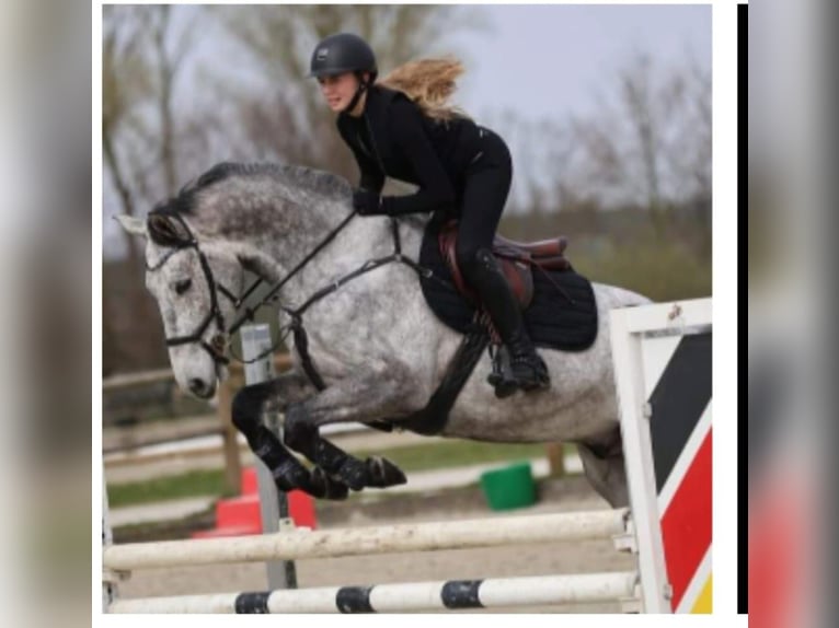CWD Mademoiselle 2GS  S32