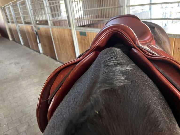 CWD Springsattel 17,5 Zoll