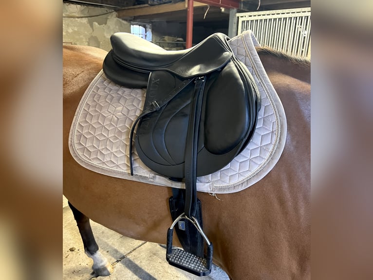 Devoucoux Springsattel schwarz Biarritz S aus 2019