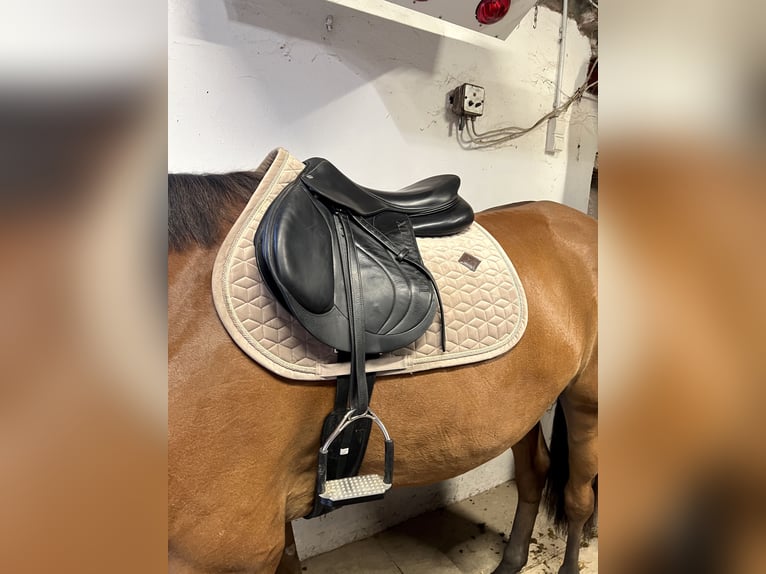 Devoucoux Springsattel schwarz Biarritz S aus 2019