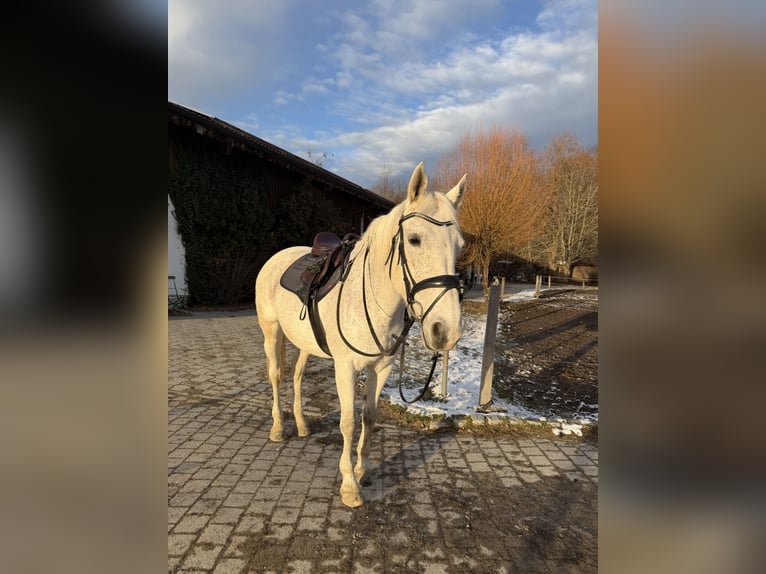 Equiline American Jumper Springsattel 18 Zoll – braun