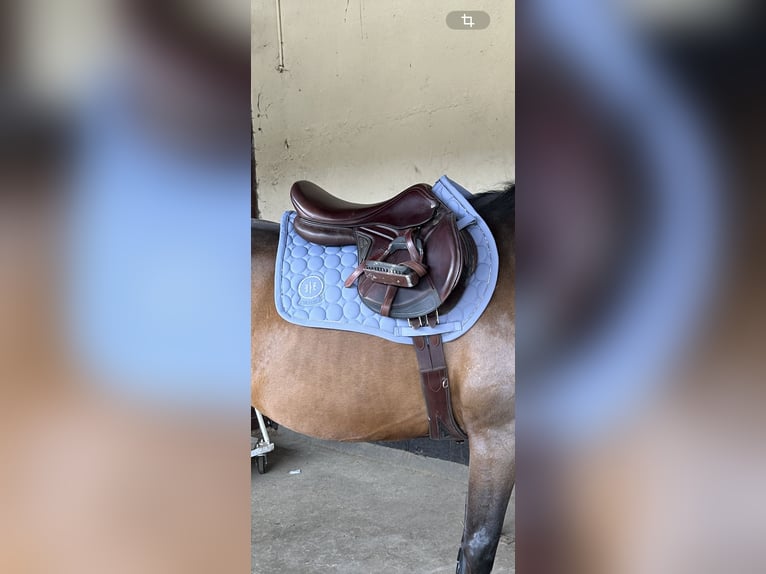 Equiline Springsattel Closer 18 Zoll