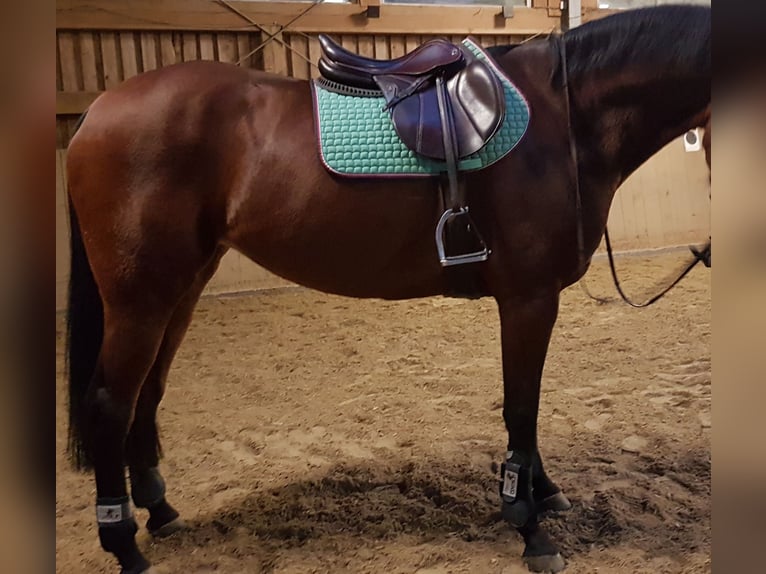 Equiline Springsattel Marghe braun 17"