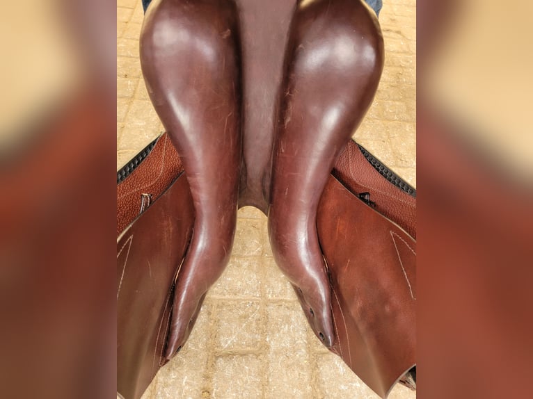 Equiline Springsattel Marque 