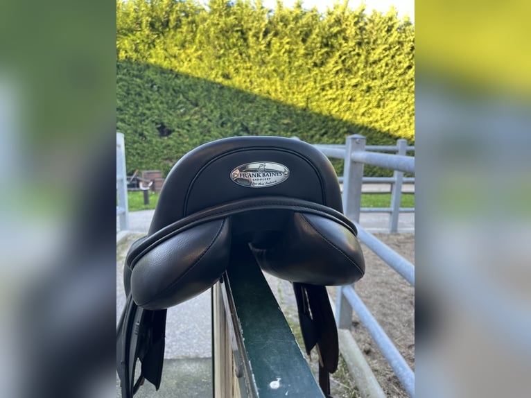 Frank Baines Edessa - Neuwertig