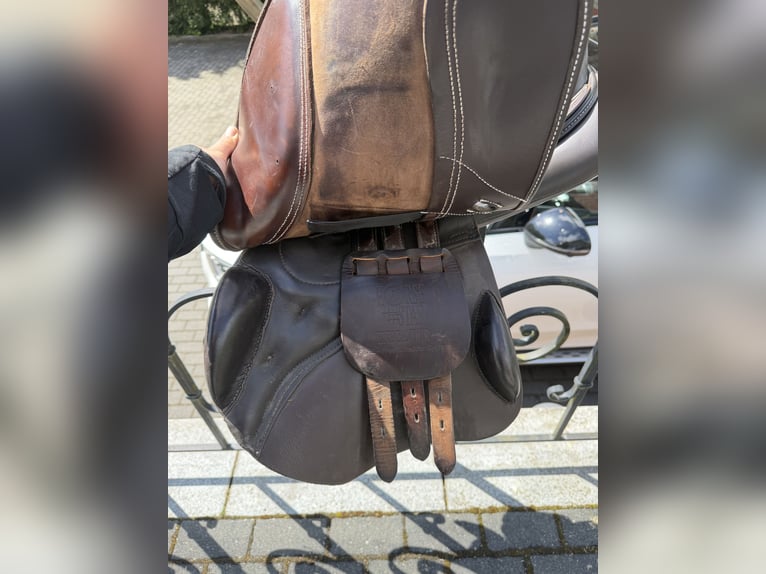 Horsestar Endeavour Braun