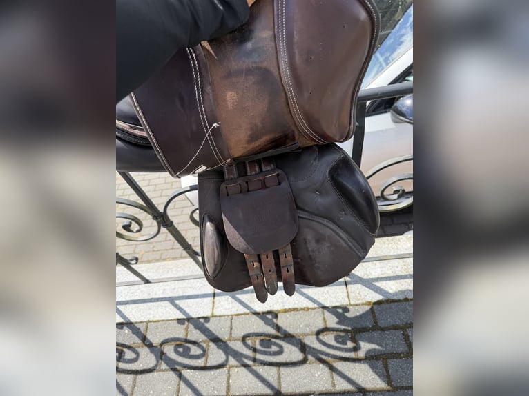 Horsestar Endeavour Braun
