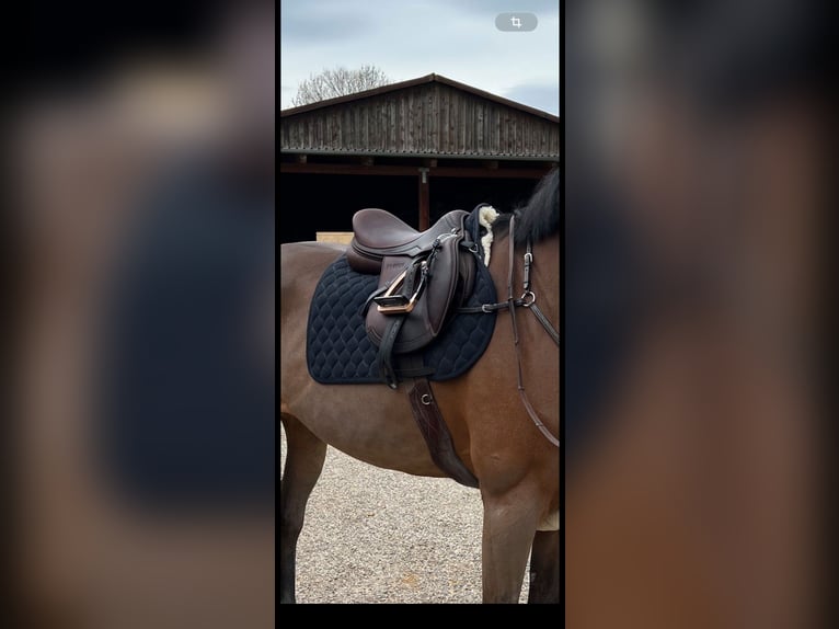 HUBER Springsattel (wie Amerigo, Ikonic, CWD…) braun 17,5“