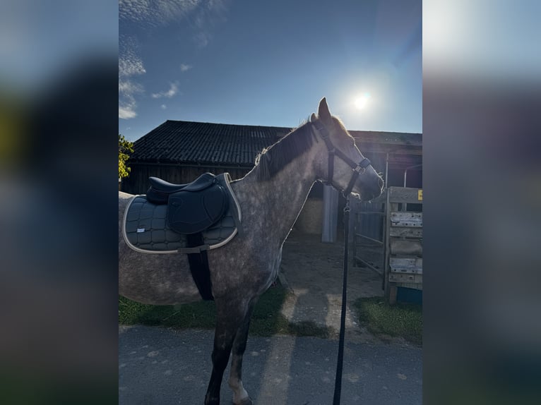 Ikonic Light Pony Springsattel