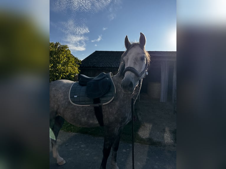 Ikonic Light Pony Springsattel