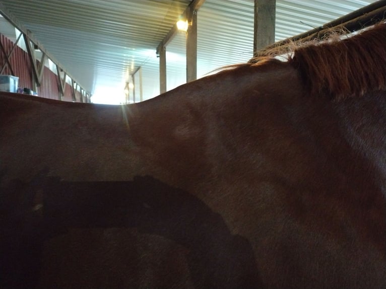 Passier Caprilli DS 17,5