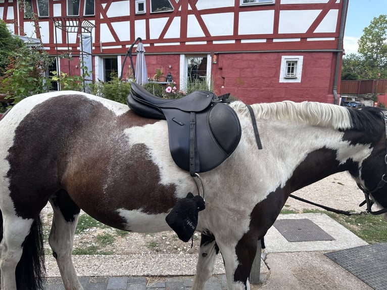Passier Motion Springsattel 17,5” – nahezu neuwertig – Rechnung vorhanden