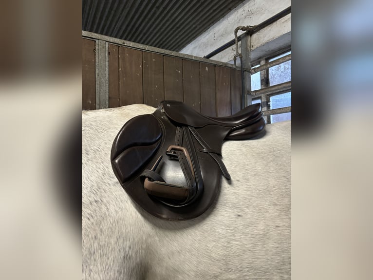 Passier Springsattel größe 17 inkl. zubehör 