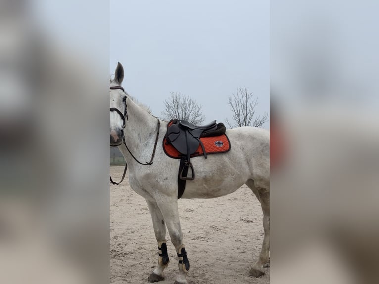 Passier Springsattel inkl. Zubehör