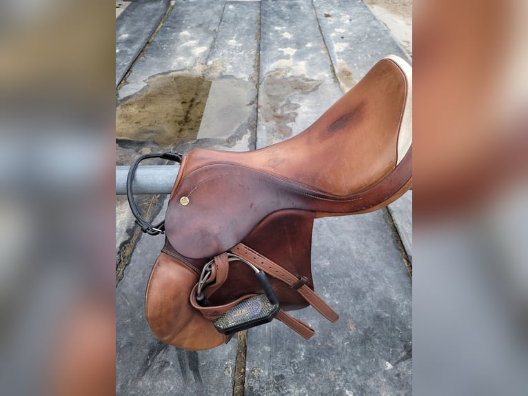 Perstige Appaloosa 18/32