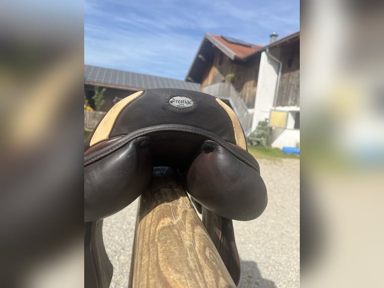 Prestige Springsattel Paris Classic