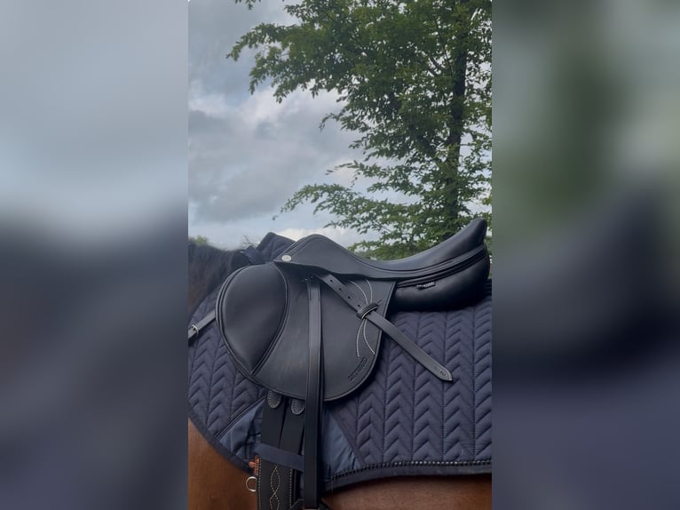 Prestige Springsattel Skyward schwarz 15/33 Pony
