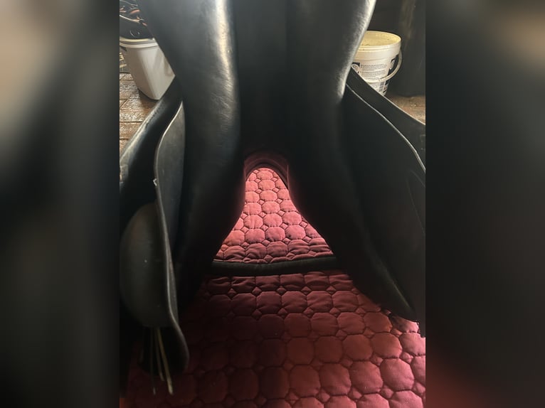 Prestige Venezia 17 32