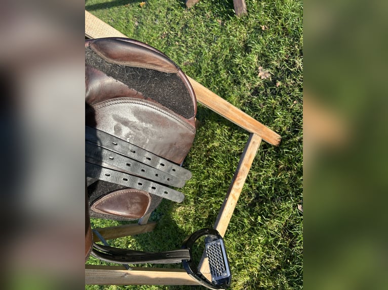 Schockemöhle Cliff Barnsby 17"