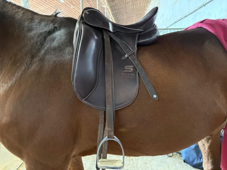 Sommer Dressursattel🐎