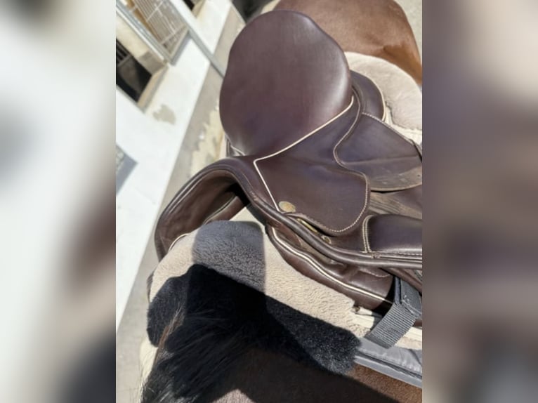 Sommer Dressursattel🐎