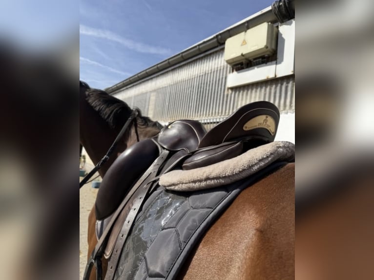 Sommer Dressursattel🐎