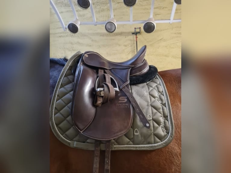 Sommer Dressursattel🐎