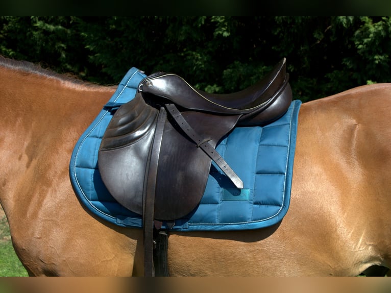 Sommer Othello Springsattel , reiten , Pferde , Reitsport