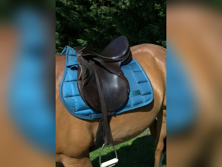 Sommer Othello Springsattel , reiten , Pferde , Reitsport