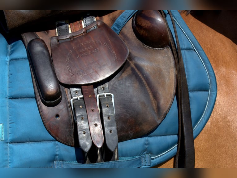 Sommer Othello Springsattel , reiten , Pferde , Reitsport