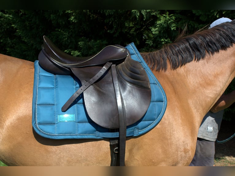 Sommer Othello Springsattel , reiten , Pferde , Reitsport
