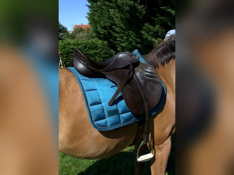 Sommer Othello Springsattel , reiten , Pferde , Reitsport
