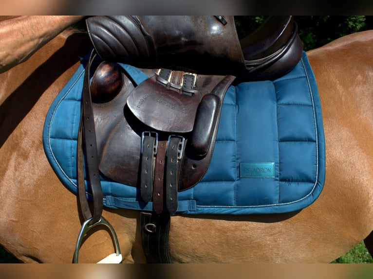 Sommer Othello Springsattel , reiten , Pferde , Reitsport