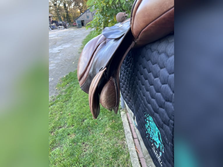 Springsattel Avantgarde