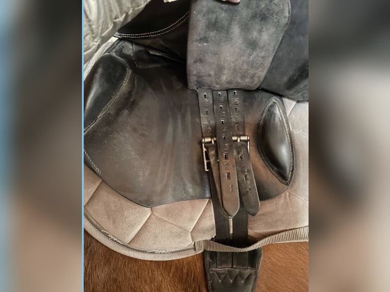 Springsattel Kentaur Triton