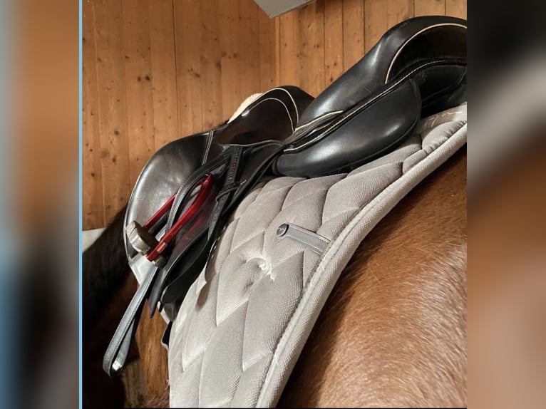 Springsattel Kentaur Triton