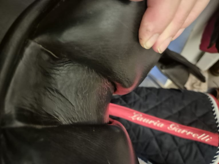 Springsattel Lemetex Cresta 17,5