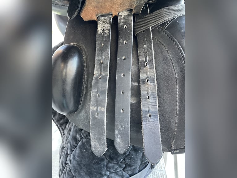 Springsattel mit weiter Kammer (ähnlich Kieffer Norbert Koof)