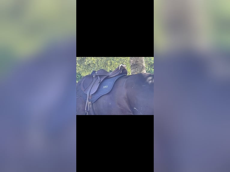 Springsattel Prestige X-Michel Robert 18/32 tabacco