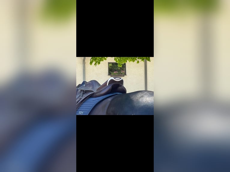 Springsattel Prestige X-Michel Robert 18/32 tabacco