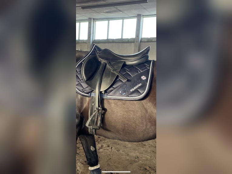 Springsattel von Seabis