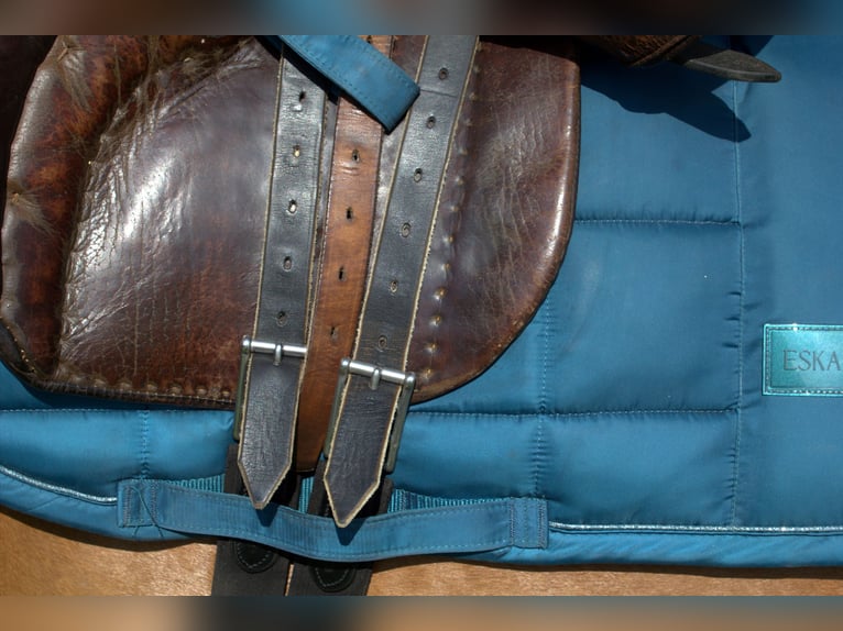 Stübben Parzival Springsattel 