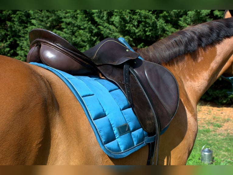 Stübben Parzival Springsattel 