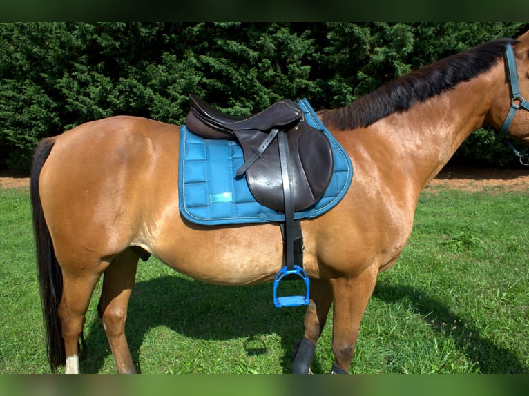 Stübben Parzival Springsattel 